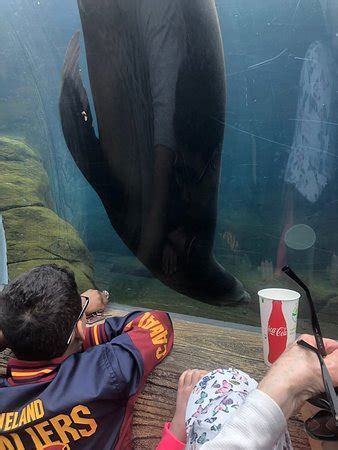 st louis zoo hours|St. Louis Zoo .